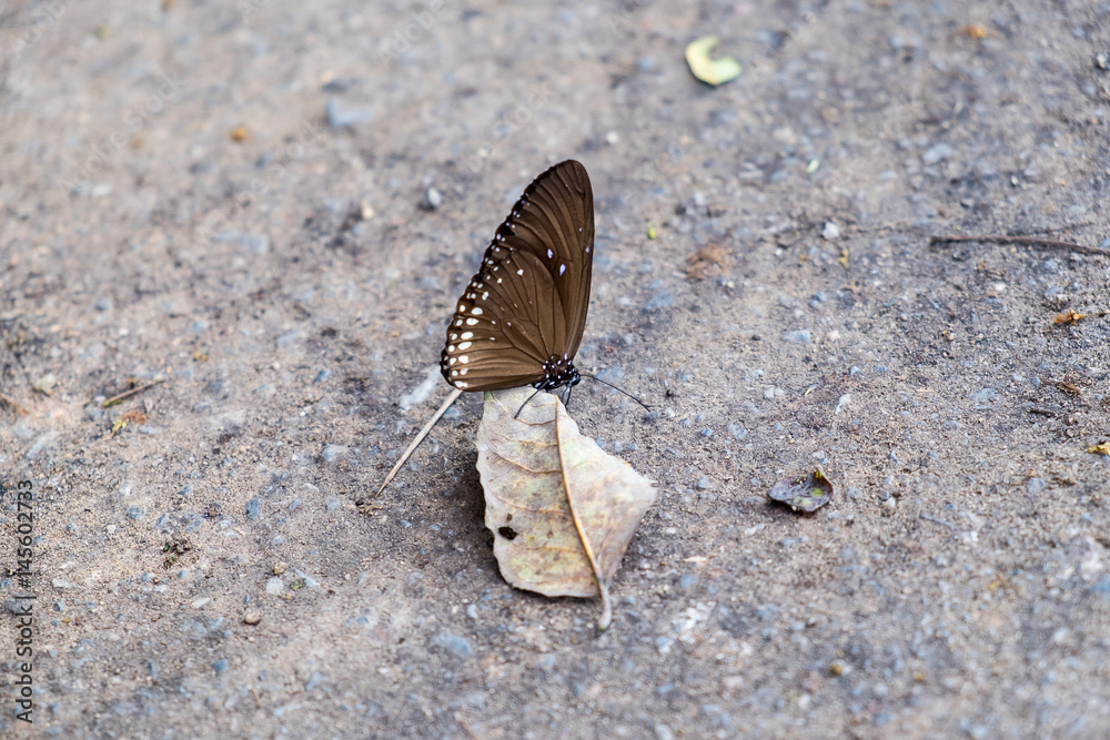 Fototapeta premium Butterfly on the floor