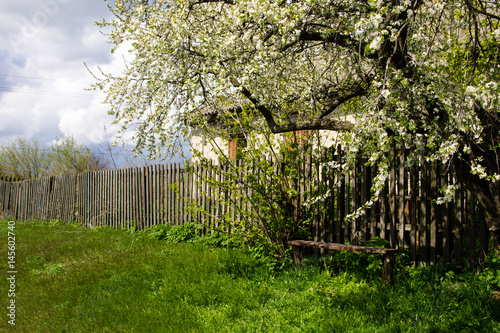 Old wooden bench underneath white blossoming tree