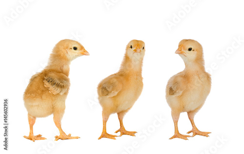 Three yellow chickens