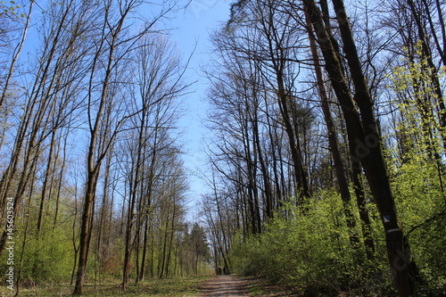 Spring nature