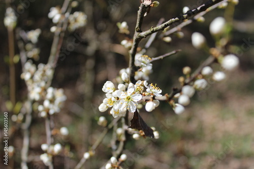 Spring nature