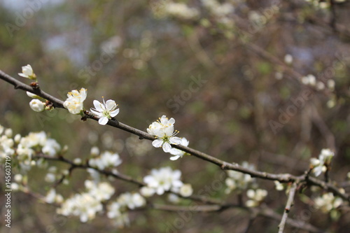 Spring nature