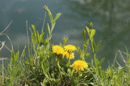 Spring nature