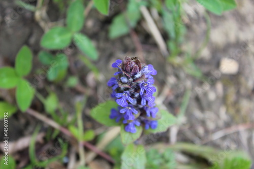 Spring nature