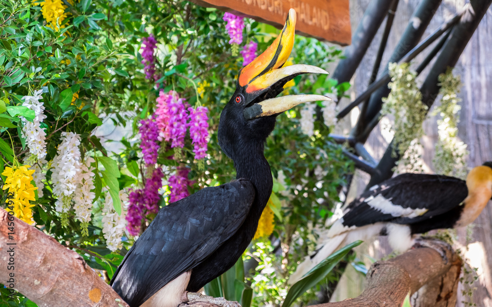 Obraz premium Hornbill bird