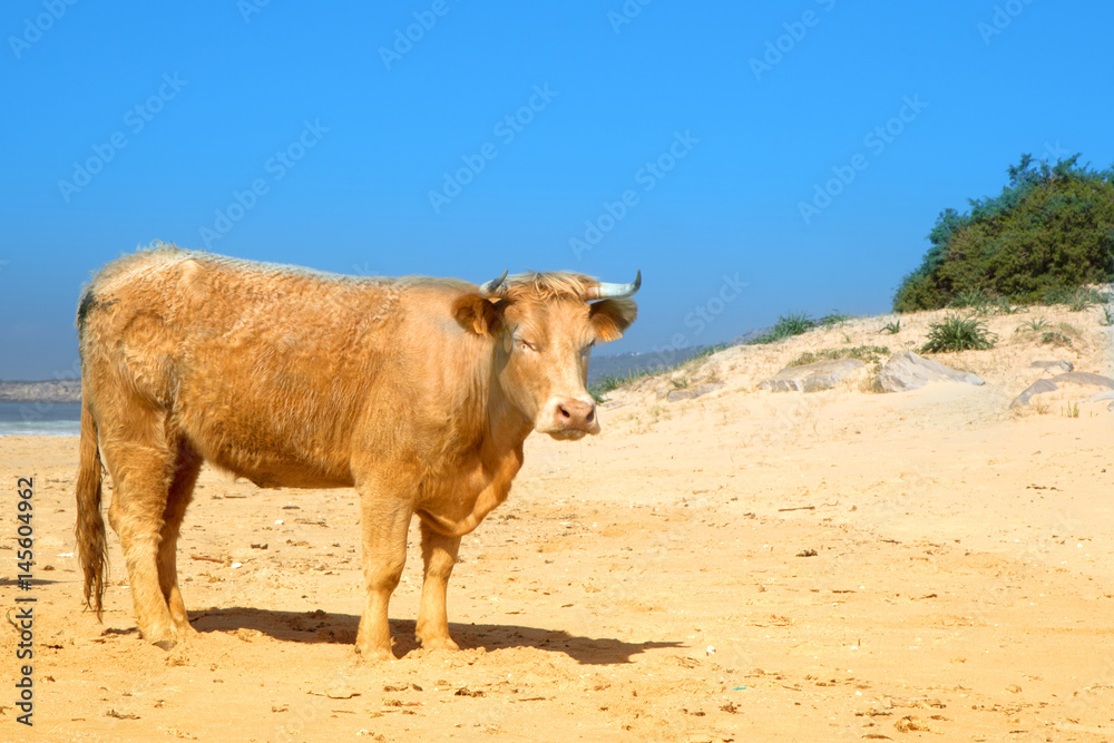 The herd of cows, bulls and calves sunbathes on the sunny beach of Atlantic ocean. Andalusia, Spain. The herd of cows, bulls and calves sunbathes on the sunny beach of Atlantic ocean. Andalusia, Spain.