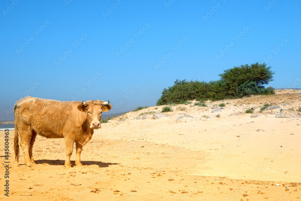 The herd of cows, bulls and calves sunbathes on the sunny beach of Atlantic ocean. Andalusia, Spain. The herd of cows, bulls and calves sunbathes on the sunny beach of Atlantic ocean. Andalusia, Spain.