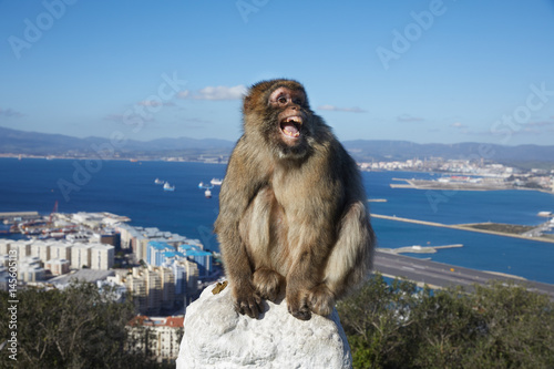 Gibraltar, Affenfelsen, ein Berberaffe sitzt drohend, mit weit aufgerissenem Maul auf einem Geländer, dahinter die Meerenge von Gibraltar mit Flughafen und Landebahn,  © canimedia
