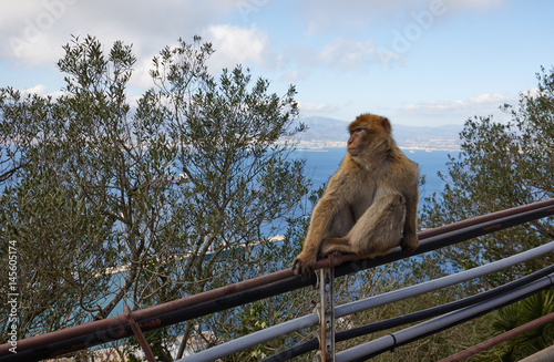 Gibraltar, Affenfelsen, ein Berberaffe sitzt auf einem Geländer und schaut auf die Meerenge von Gibraltar, 