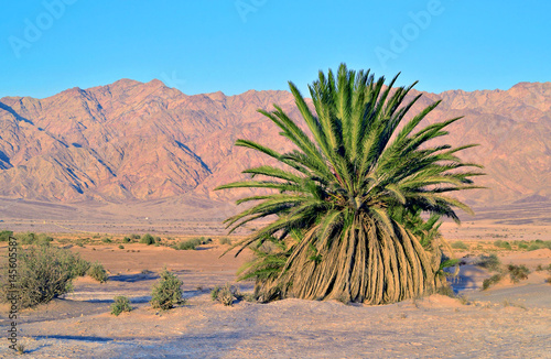 Savannah valley of Arava with rare sort of tropical palms in the Middle East,...