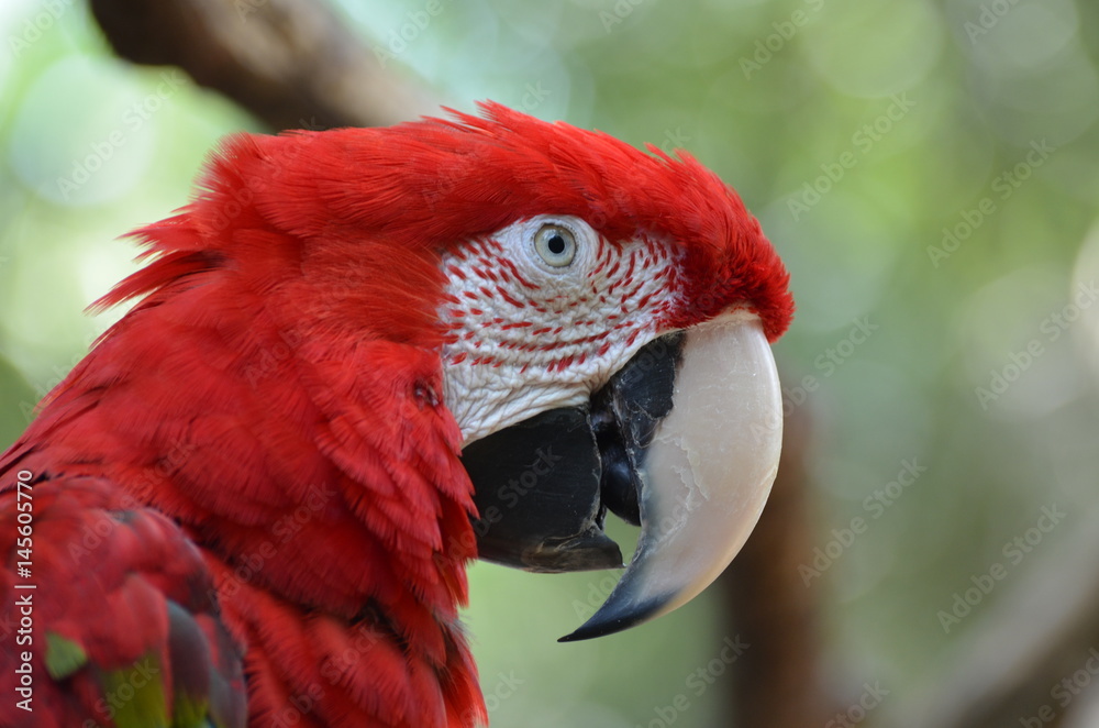 Obraz premium Pappagallo Cacatua Rosso Ara rosso dalle ali verdi 