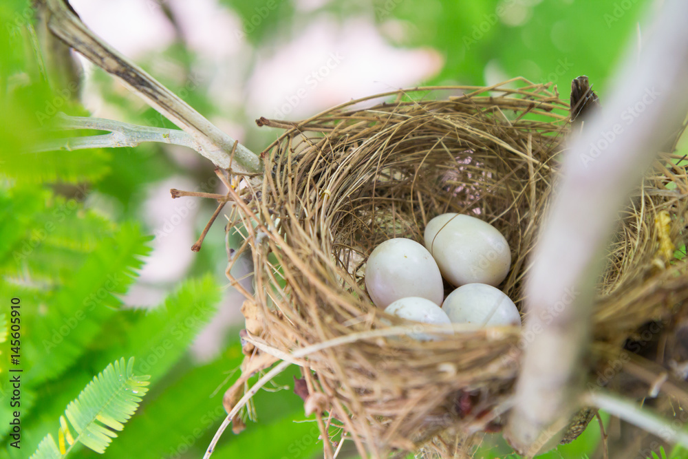 Obraz premium bird eggs on nest