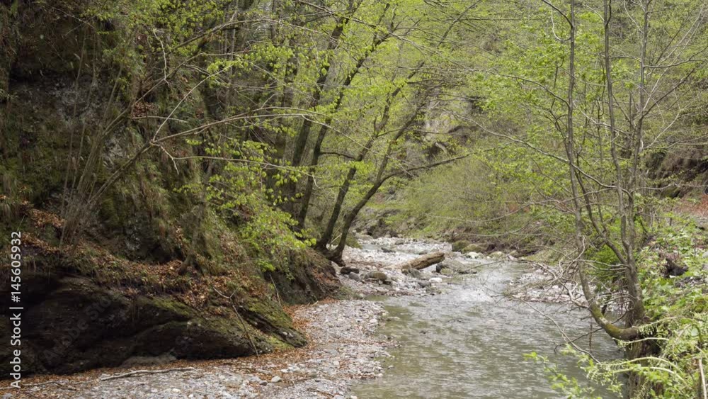 River flowing through forest River flowing through forest
