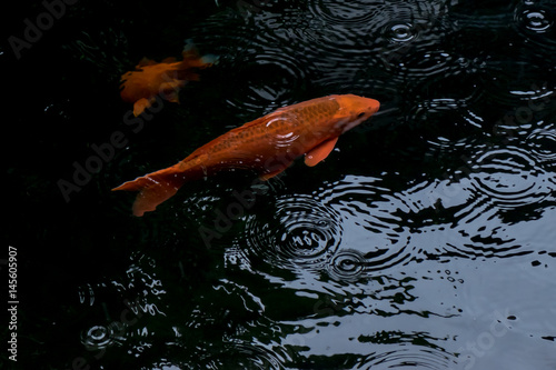 fancy carp or koi fish swimming in The pond when rain drop