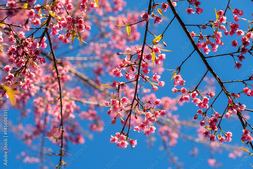 pink Thai Sakura flower blossom