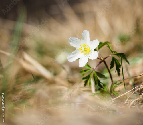Beautiful little white windflower anemone, standing on its own at spring