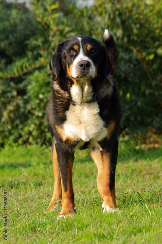 Portrait of Swiss Mountain Dog