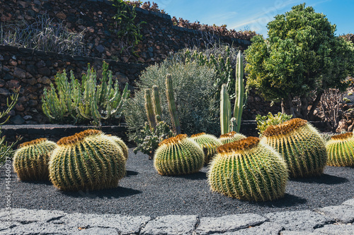 View of cactus garden, jardin de cactus in Guatiza, popular attraction in Lanzarote, Canary islands