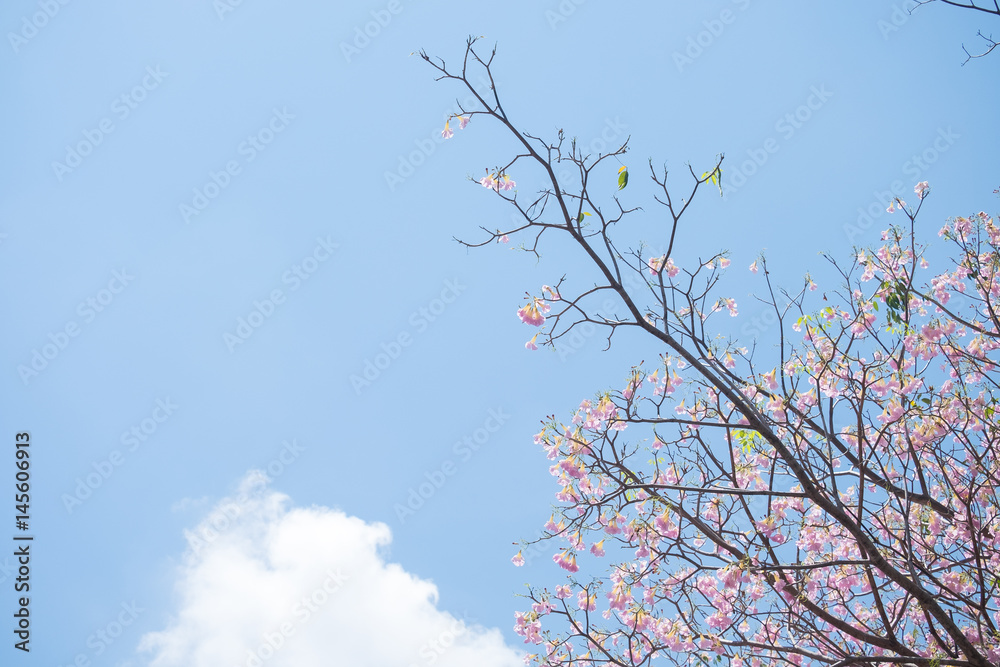 Pink wild Himalayan Cherry flower with bright blue sky and cloud background in sunshine day. Thai sakura blooming summer in Thailand. Pink wild Himalayan Cherry flower with bright blue sky and cloud background in sunshine day. Thai sakura blooming summer in Thailand.