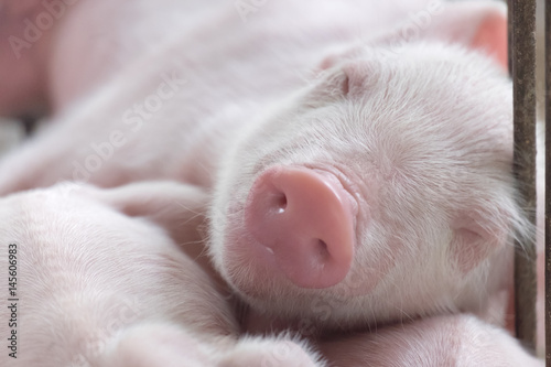Photo young sleeping pig, Piglet after sucking in shed