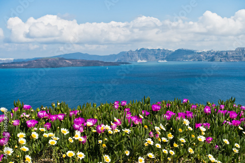 Spring flowers on Caldera at sunny morning, Santorini island, Greece
