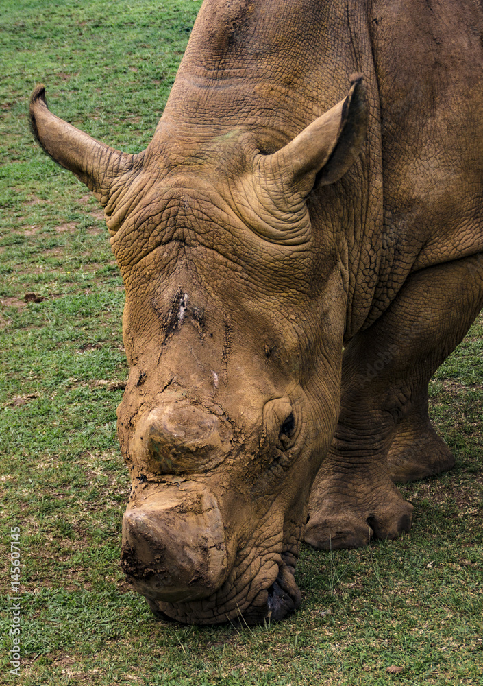 Obraz premium Rinoceronte