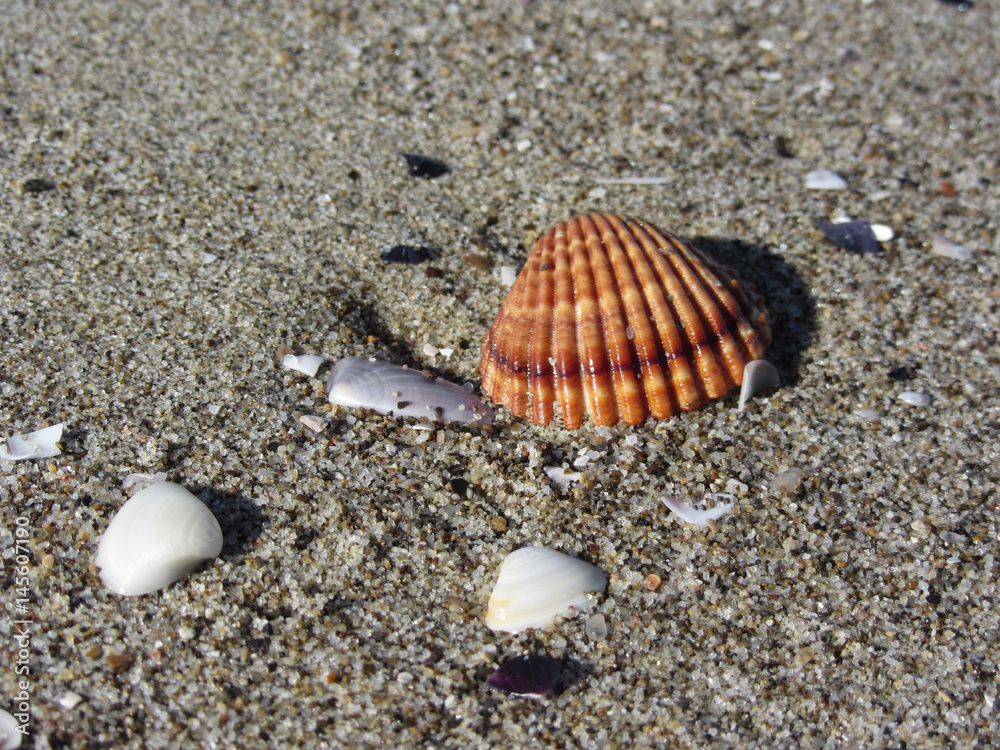 Seashells on sand. Summer beach background. Top view Seashells on sand. Summer beach background. Top view