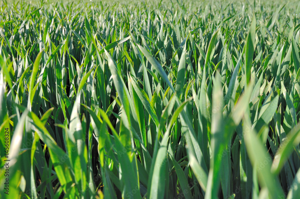 Obraz premium champ de blé vert