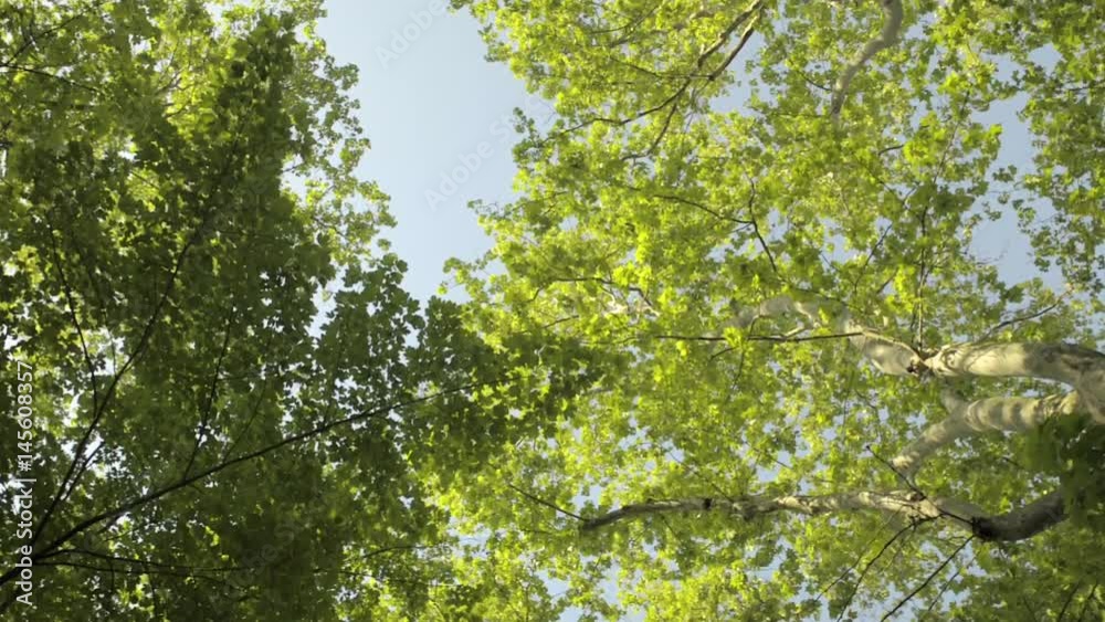 Treetops seen from below in spring Treetops seen from below in spring
