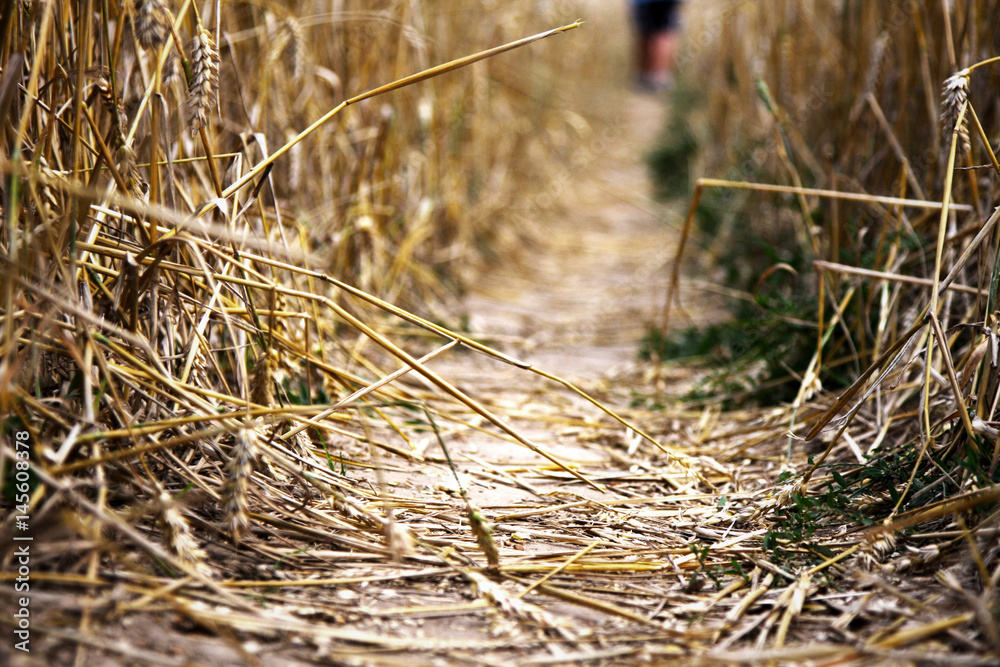 Fototapeta premium Stepped down road in a wheat field