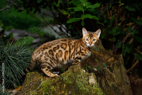 Bengal Cat Hunting outdoor, on Nature green background