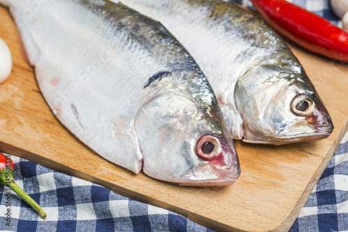 Ilish fish of Southeast Asia photo