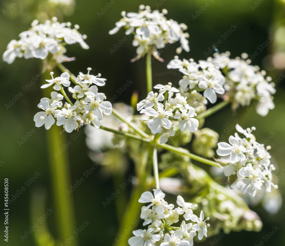 Ground Elder B Aegopodium Podagraria English Masterwort Ground Elder B Aegopodium Podagraria English Masterwort
