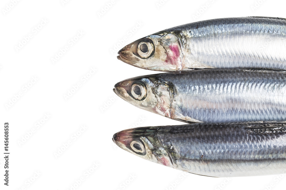 Sardine Sardine