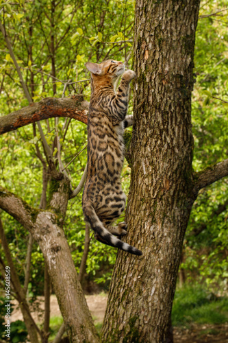 Bengal Cat climbs on tree, Nature green background