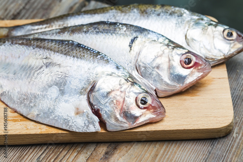 Ilish fish of Southeast Asia