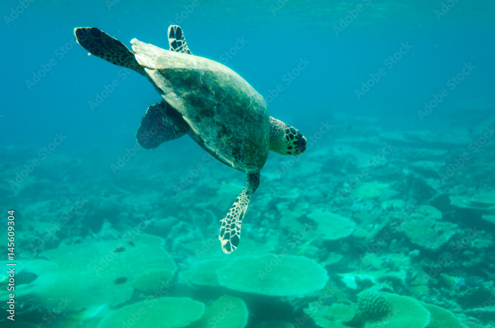 Obraz premium sea turtle maledives