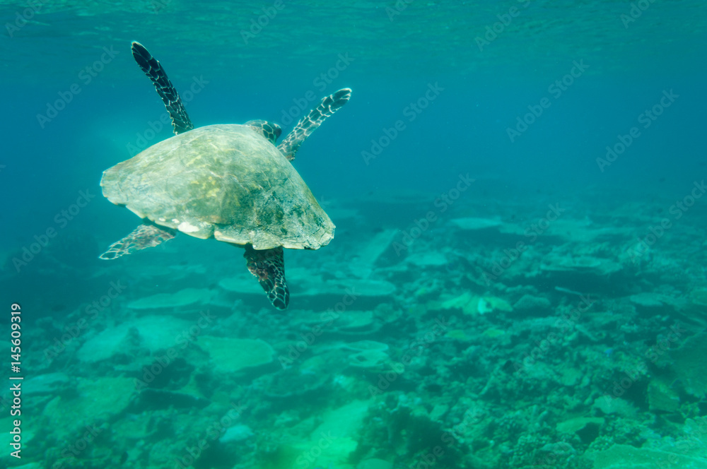 Obraz premium sea turtle maledives