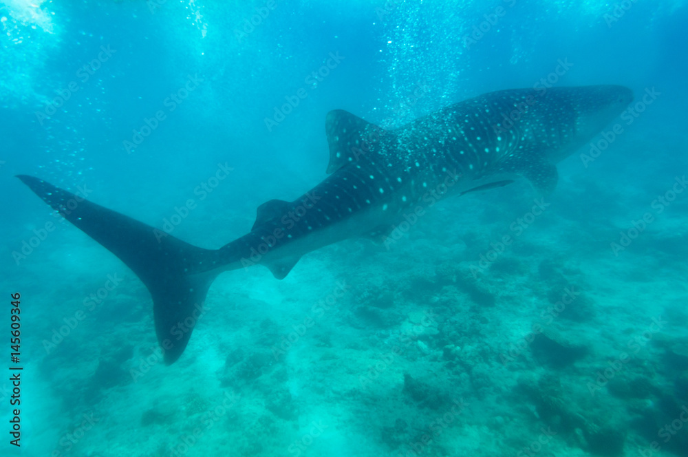 Whale Shark maledives