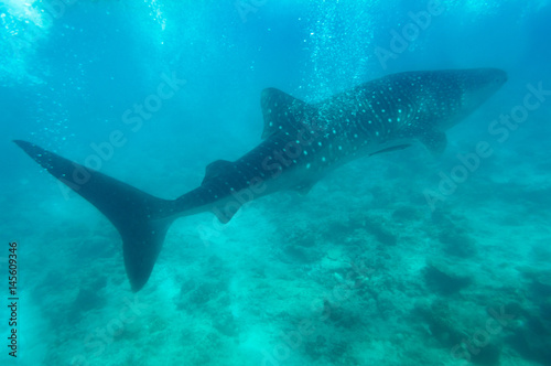 Whale Shark maledives © Ji