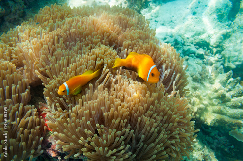 Clownfish maledives