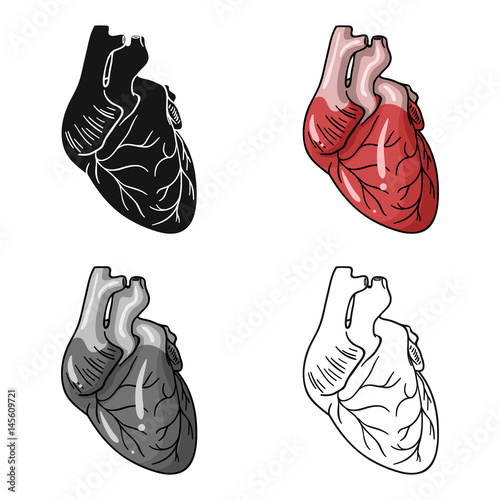 Human heart icon in cartoon style isolated on white background. Human organs symbol stock vector illustration.