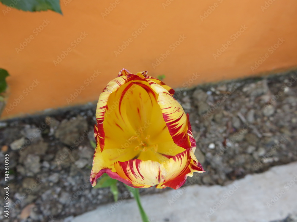 Tulipano