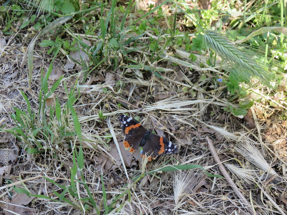 Vanessa Atalanta