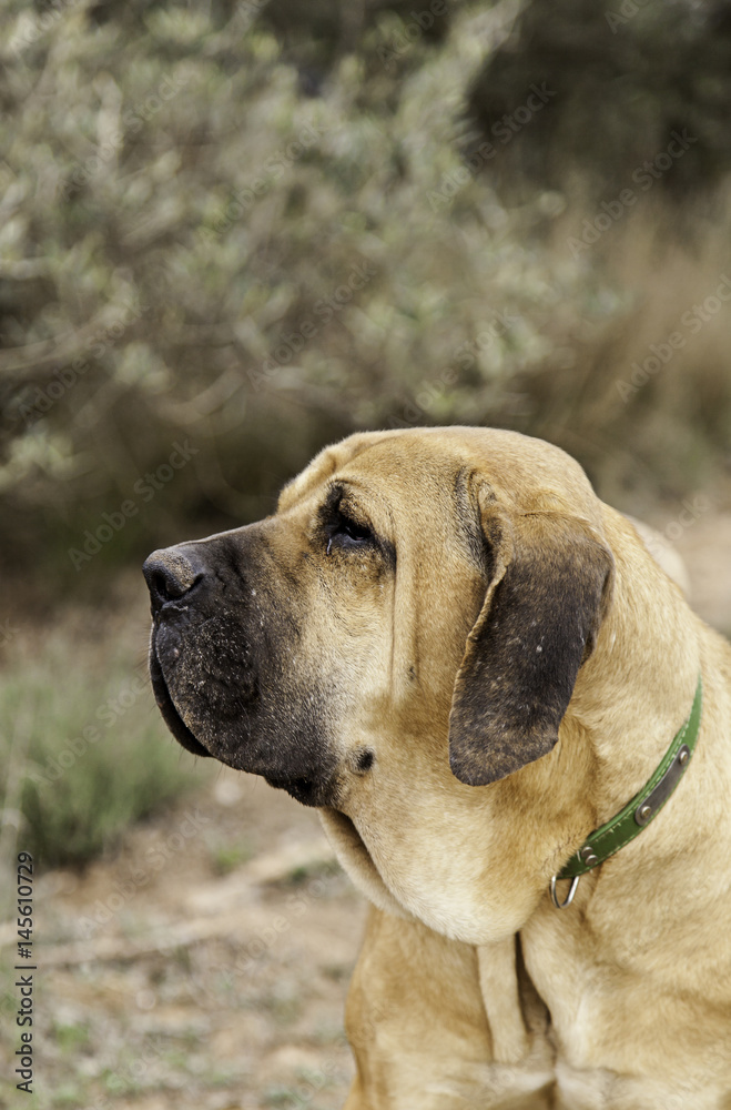 Spanish bloodhound