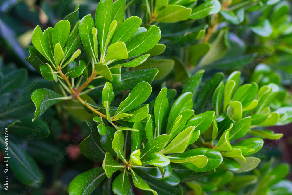 Natural green leaves background Natural green leaves background