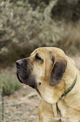 Spanish bloodhound © esebene