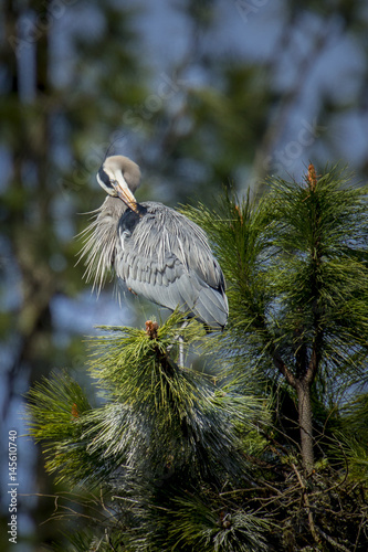 Фотография Great blue Heron preens itself.