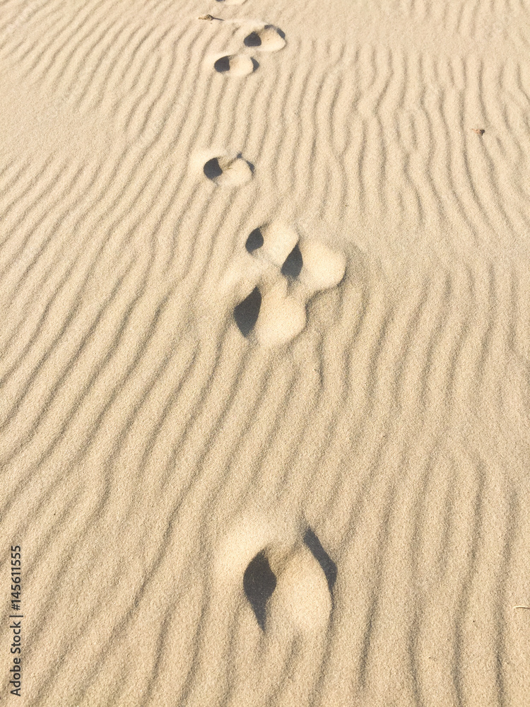 Footprints in the sand - beach sand with waves of the blow of the wind Footprints in the sand - beach sand with waves of the blow of the wind