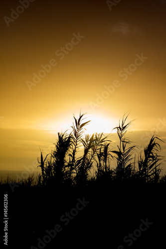 grass and sunset